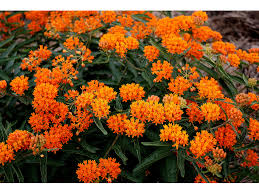 Image result for butterfly weed