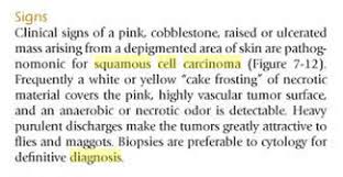 Image result for eyeball enucleation cattle