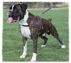 Resultado de imagem para boxer tigrado