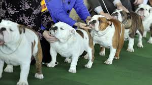 Image result for dog shows