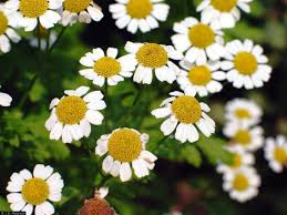 Image result for feverfew