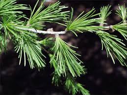 Image result for larch tree