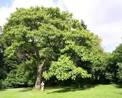 Image of Paulownia tree