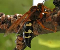 Résultat de recherche d'images pour "scale insects"