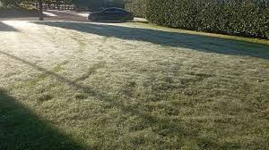 Why spider webs have blanketed towns across the North Island