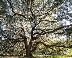 Image of majestic oak tree