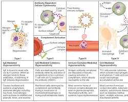 Hypersensitivity Types