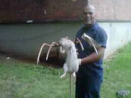 Image result for rats