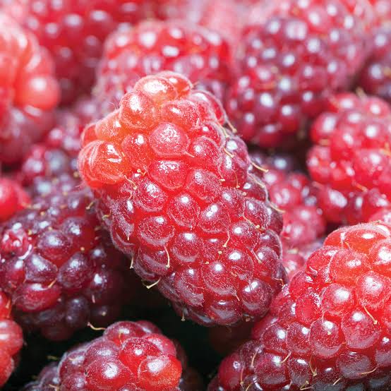 Rubus × loganobaccus