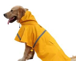 dog wearing a poncho raincoatの画像