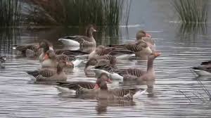 Resultado de imagen de urdaibai bird center