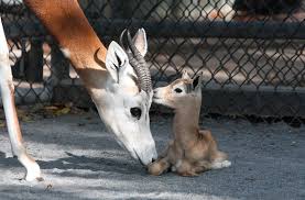 Résultat de recherche d'images pour "dama gazelles"