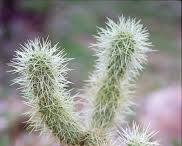 Image of Cholla Cactus