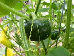 humic acid ile ilgili görsel sonucu
