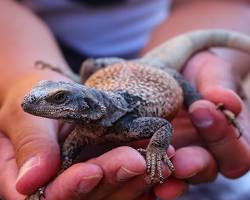 Imagen de Chuckwalla