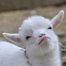 Image result for GOAT