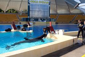 Resultado de imagen de imagenes de loro parque