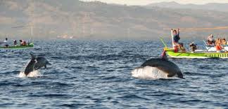 Hasil gambar untuk dolphin tour bali