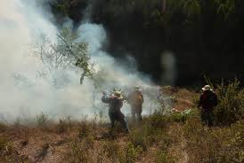 Resultado de imagen para fotos de incendios forestales en selva de junin