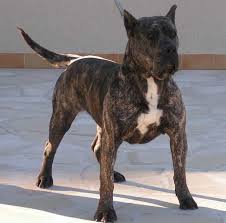 Resultado de imagen para perros presa canario