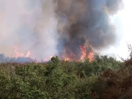 Picture of Tenaja Fire