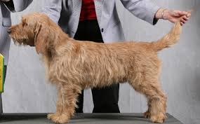 Afbeeldingsresultaat voor basset fauve de bretagne