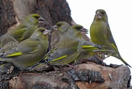 Hasil gambar untuk European greenfinch