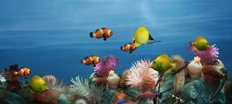 Image result for fish aquarium