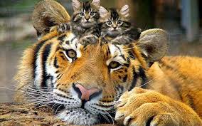 images?q=tbn:ANd9GcTr1URJK1NFaiRe36x7mwIgoSW6ad-ta4lIVyeu4N8QKe4pqcb72Q