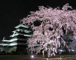 松本城の桜の画像