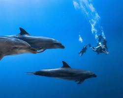 Best place to see dolphins in Bora Bora