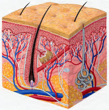 Image result for human skin diagram