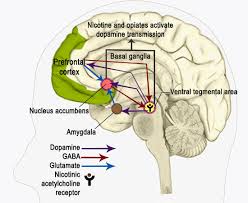 Image result for ventral striatum