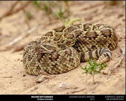 Image of Mojave Rattlesnake
