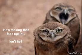 Image result for funny images of owls