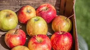 Foodsharing: Lebensmittel retten und Verschwendung reduzieren