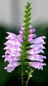 Image result for Physostegia virginiana