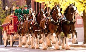 Image result for clydesdales