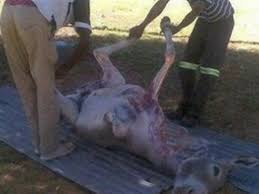 نتيجة بحث الصور عن الحمار السيسي