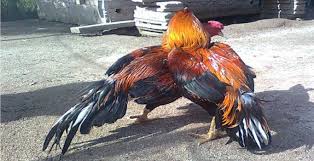 Hasil gambar untuk ayam bangkok