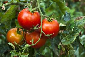 tomatoes ile ilgili görsel sonucu