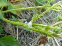 Image result for spittle bug