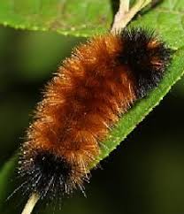Image result for wooly bears