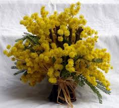 Risultati immagini per mimose