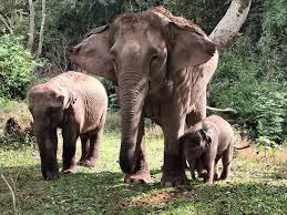 ຜາ ຊ້າງ - ຜາ ຊ້າງ added a new photo.