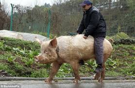 Image result for hog