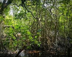 Image of Mangalavanam Bird Sanctuary, Cochin