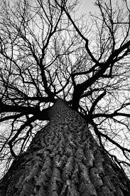 Image result for trees photography