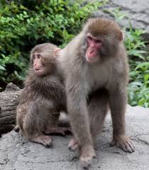 Image result for MONKEYS