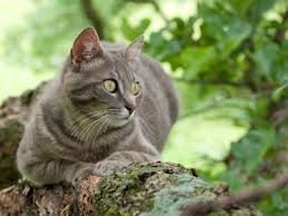 Bildergebnis für braune katze